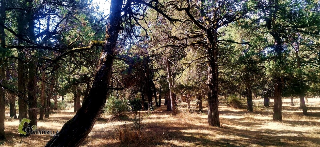 Bosque de sabina albar