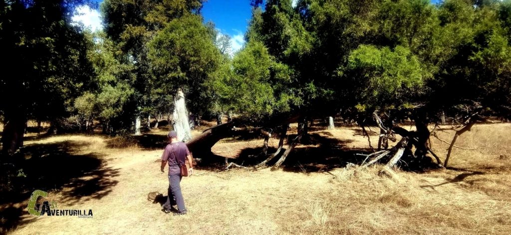 Paseando en el sabinar de Calatañazor