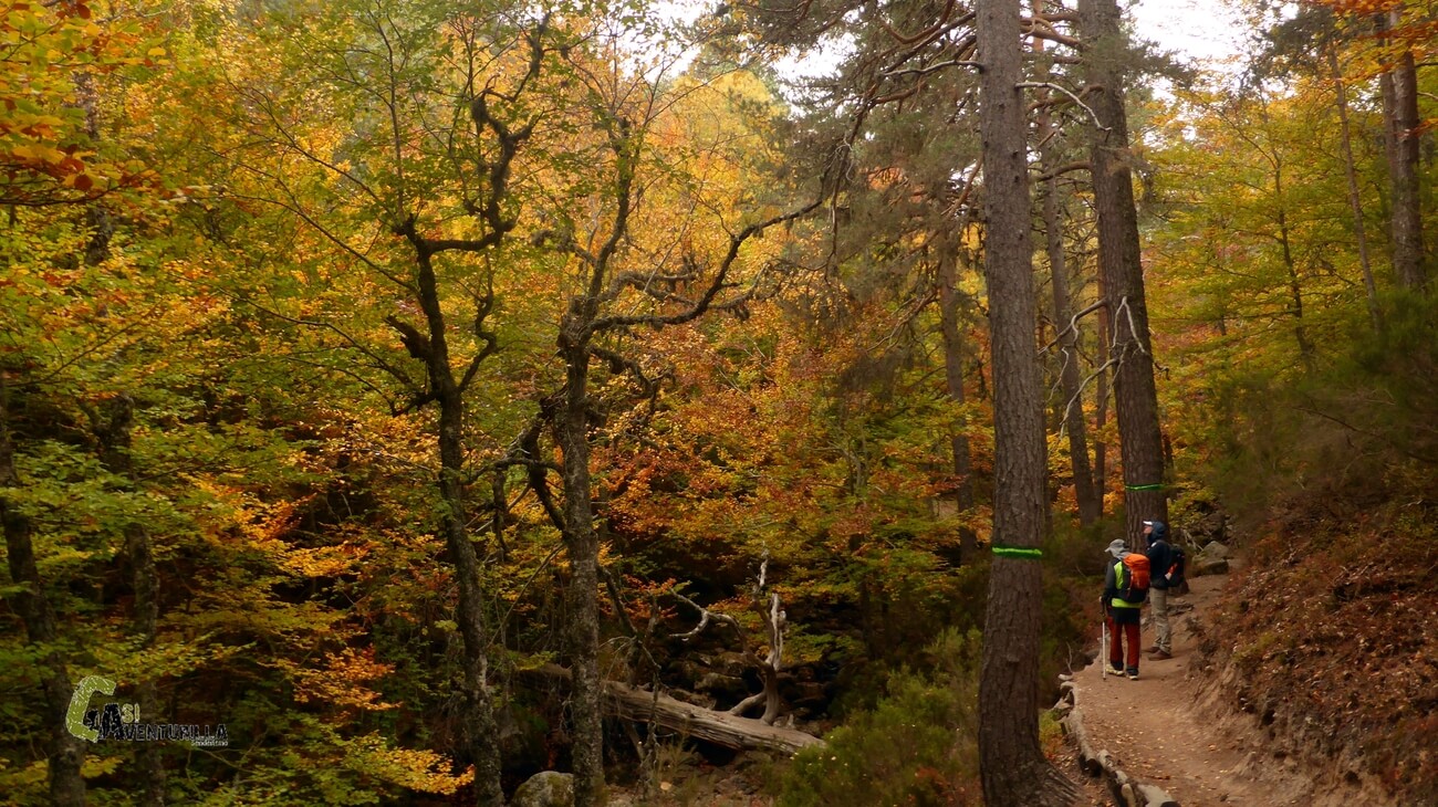 Senda del bosque hacia la Laguna Negra