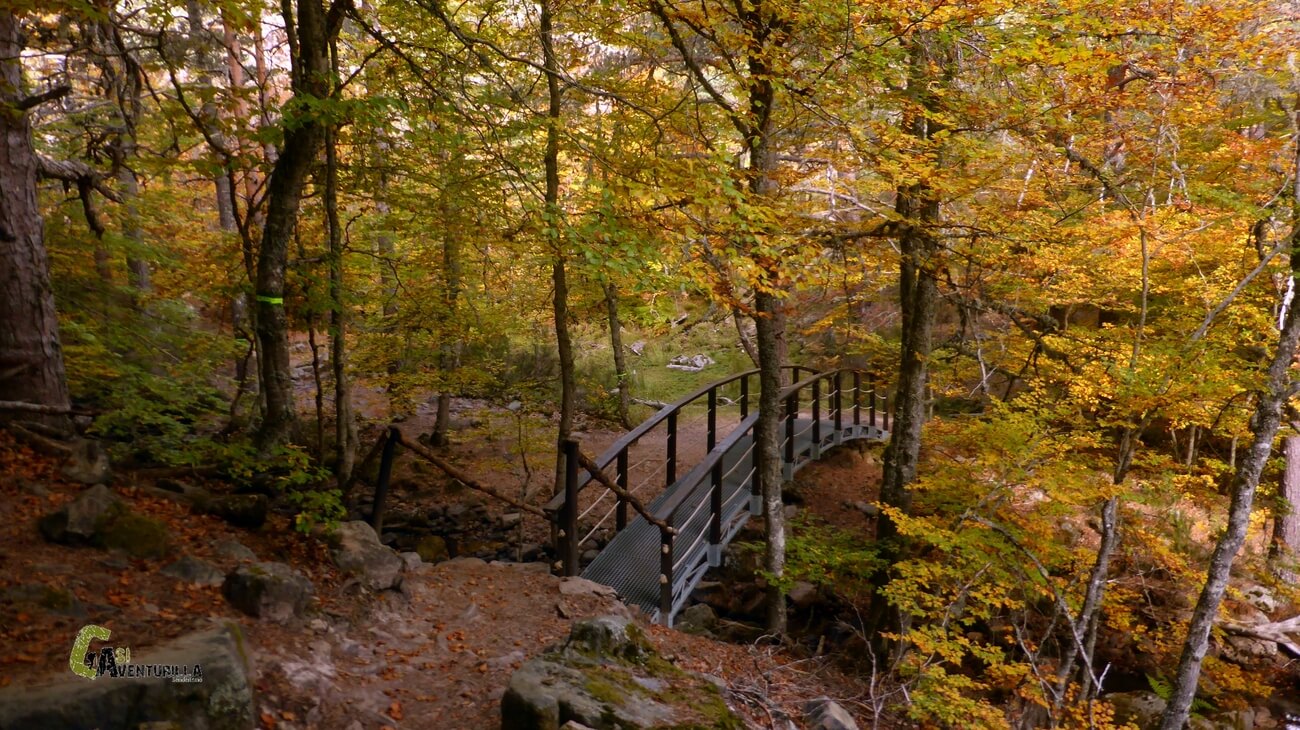 Puente bajo el bosque de hayas