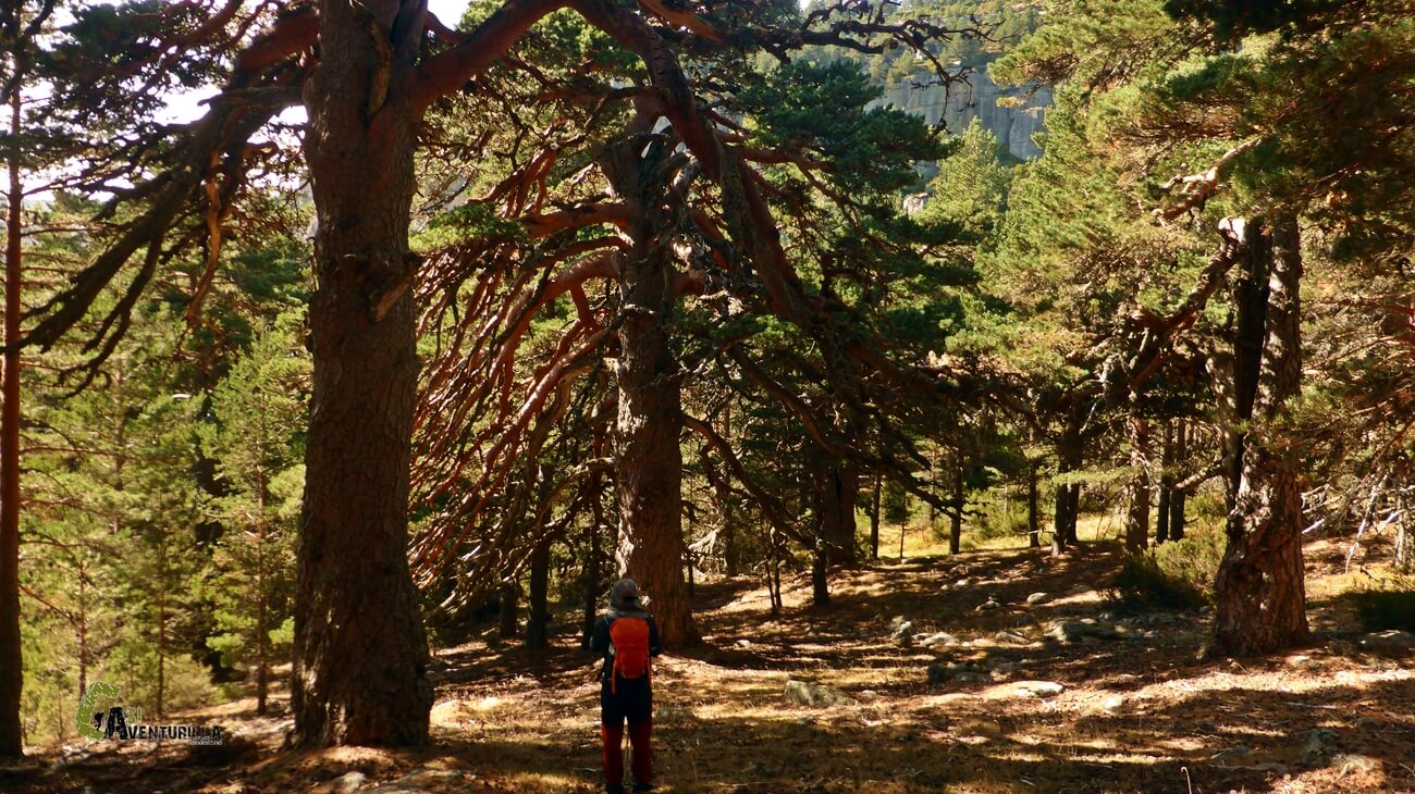 Grandes pinos en la sierra de Urbion