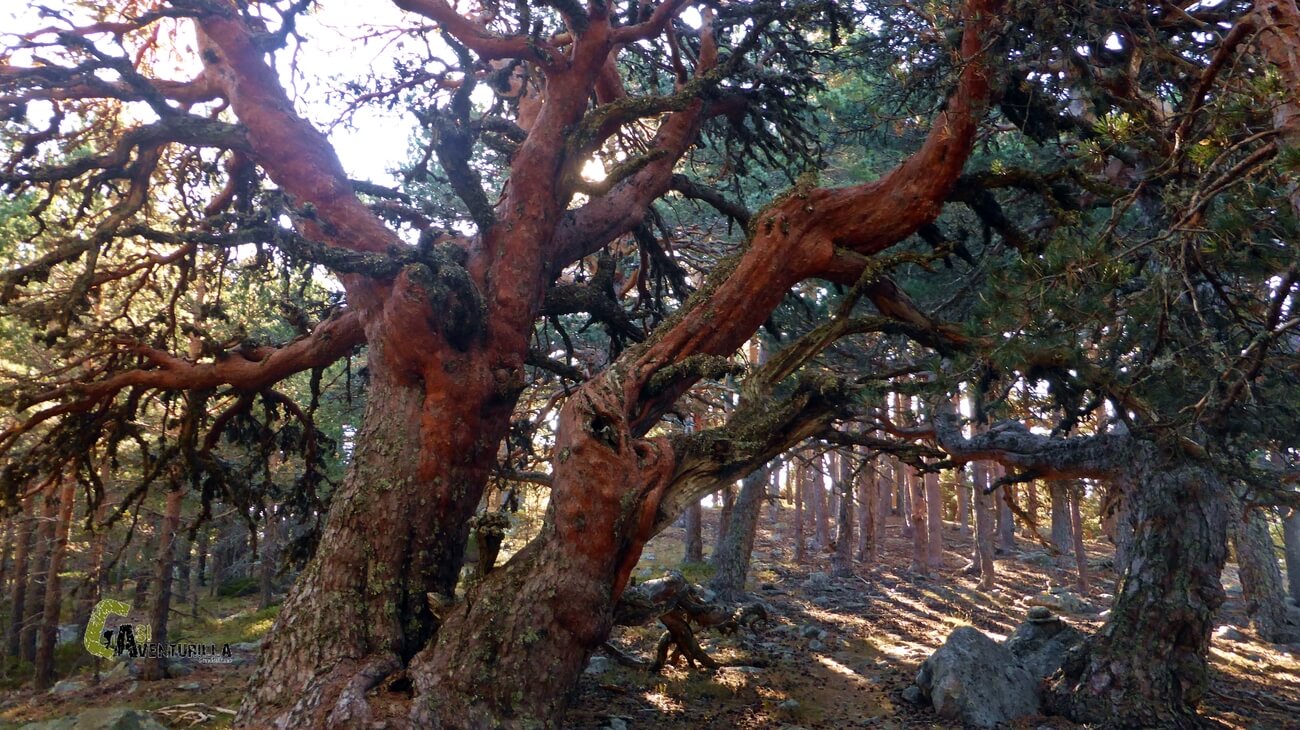 Grandes pinos silvestres en Soria