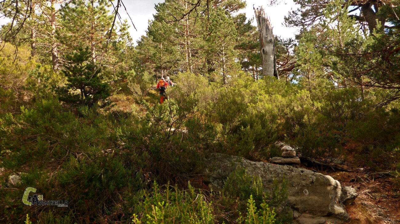 Sendero por el bosque