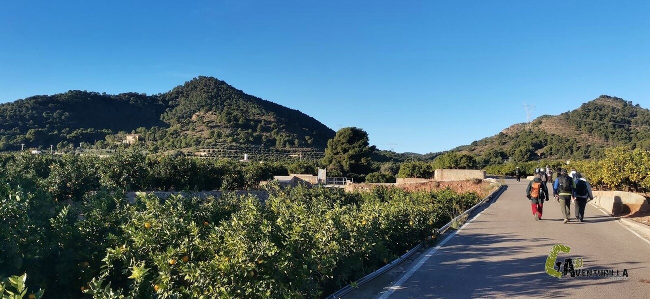 Entre naranjos en la Vall de Sego
