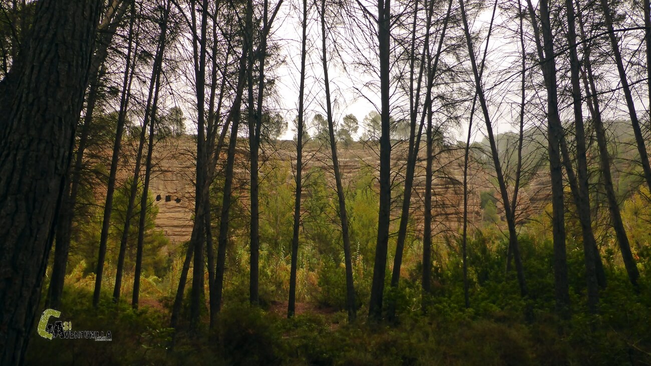 Pinada en el rio Cabriel