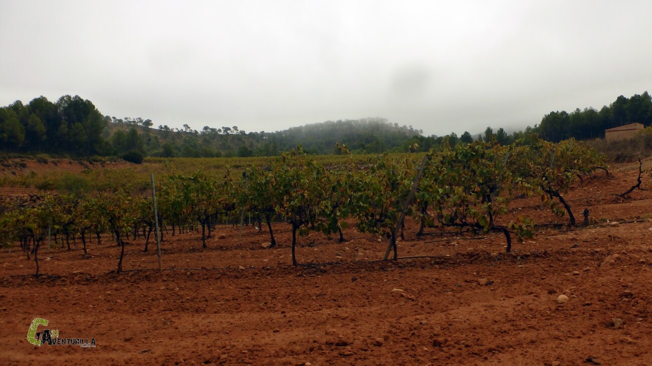 Junto a campos de viñas