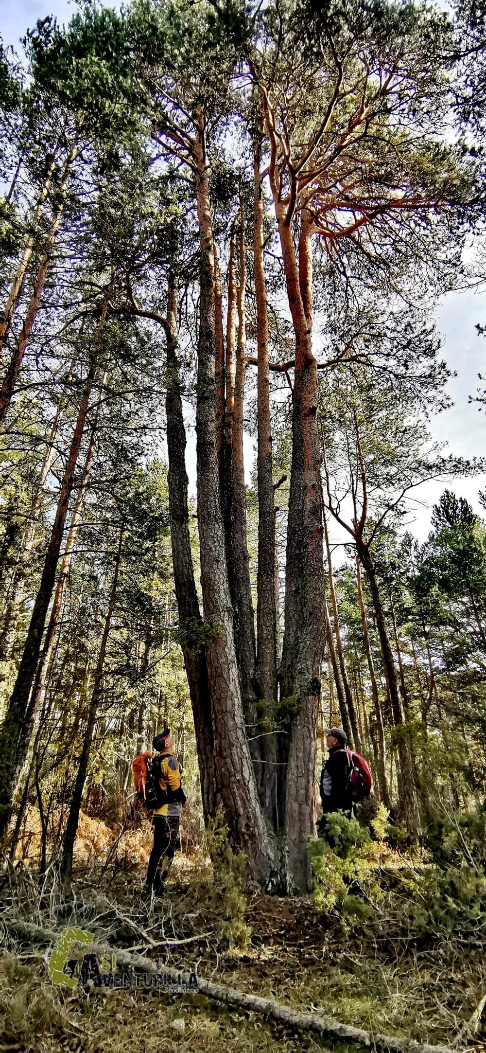 Gran pino albar de ocho brazos