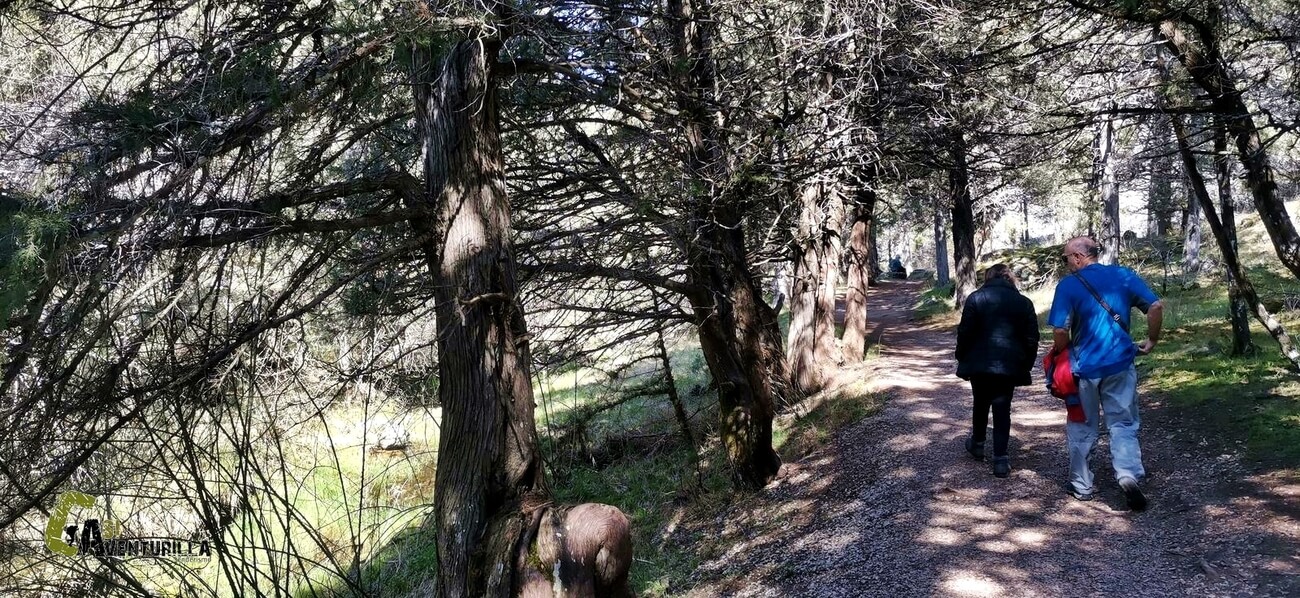 Sendero entre sabinas