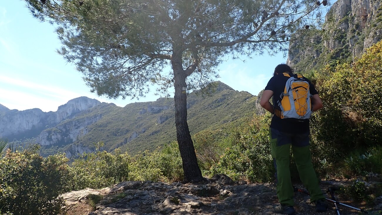 El Pi de la Cabreta en la sierra de Corbera