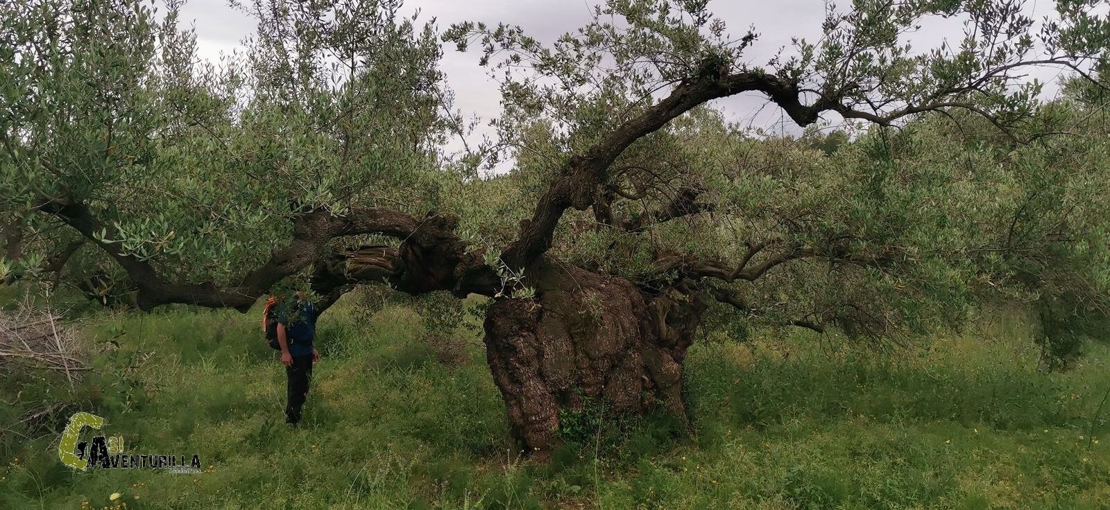Olivos centenarios en Ribesalbes