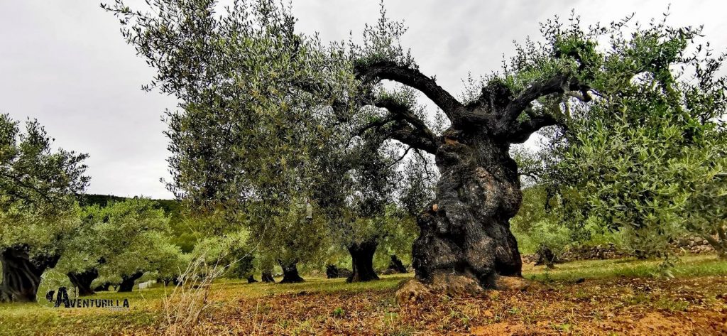 Olivos centenarios en Ribesalbes