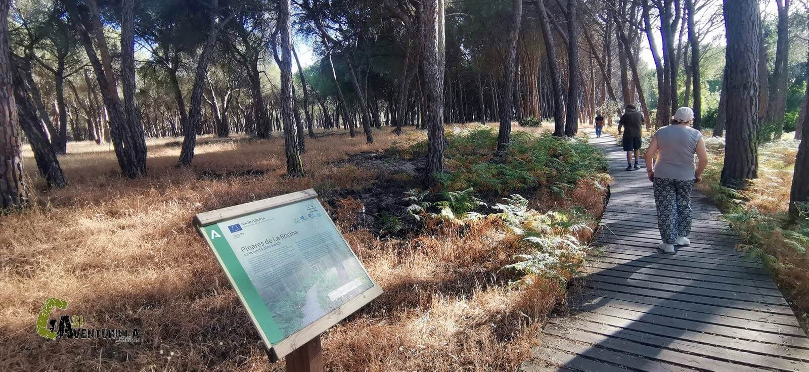Pinares de la Rocina en Doñana