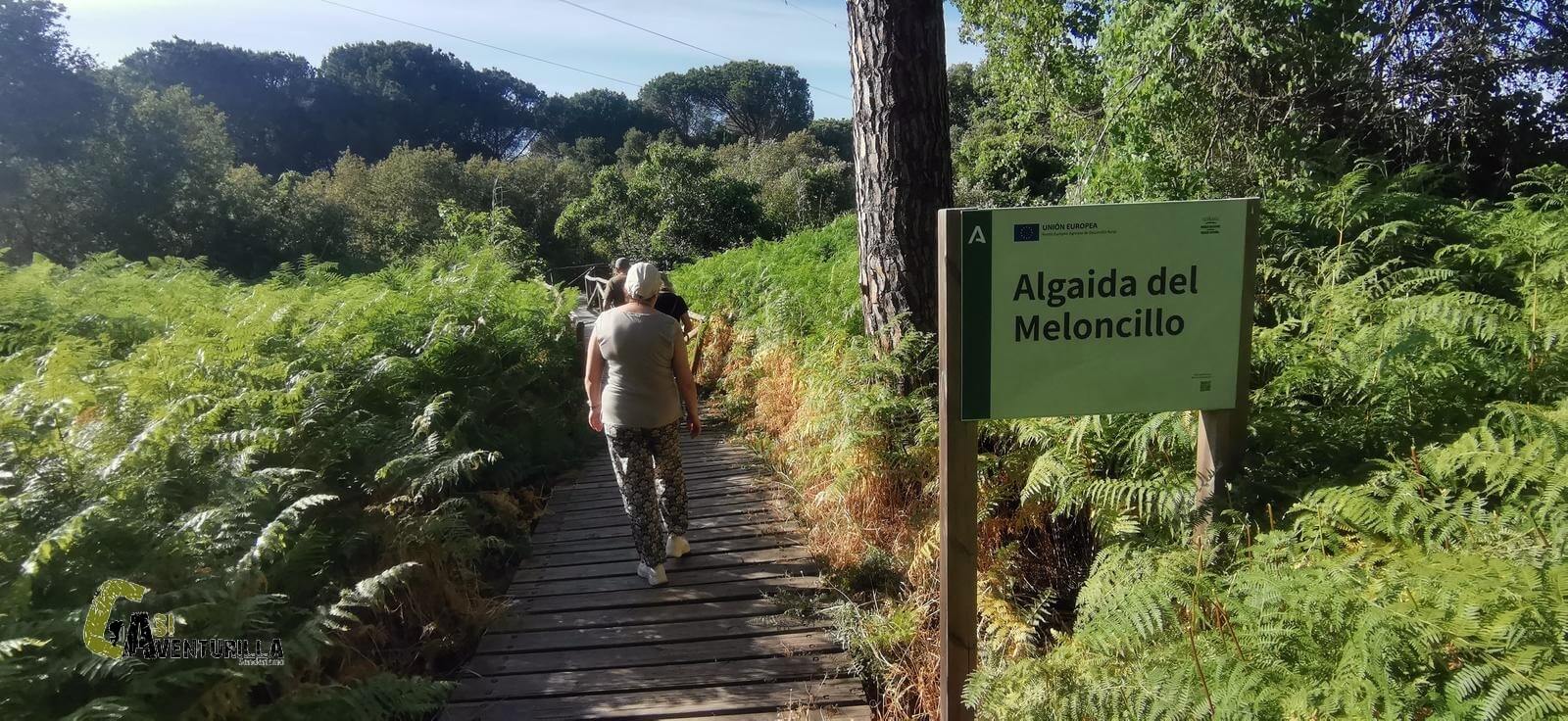 Algaida del Meloncillo en doñana