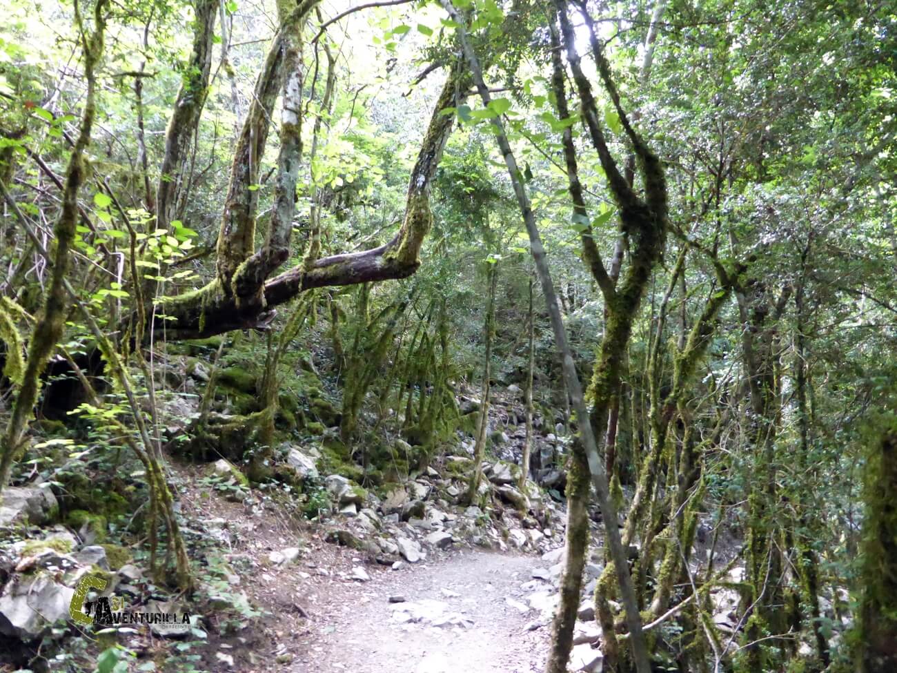 Bonito sendero por el bosque