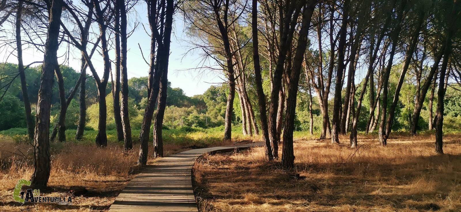 Pinada piñonera en doñana