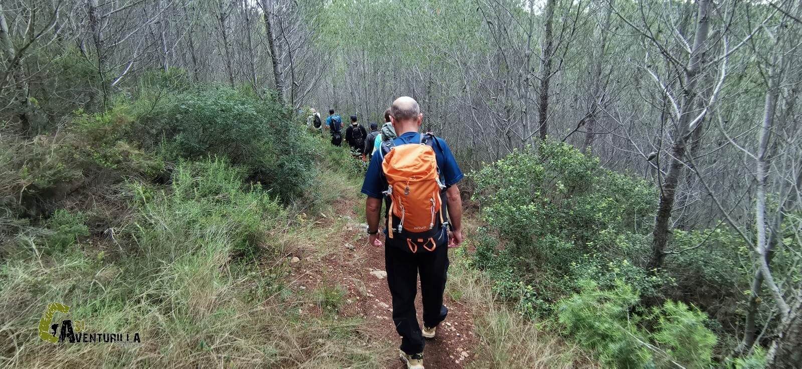 Sendero a traves de bosque de pinos