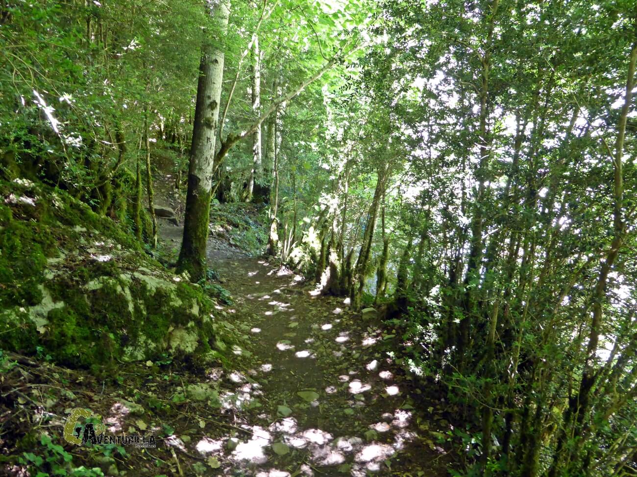 sendero por el bosque en el cañon de Añisclo