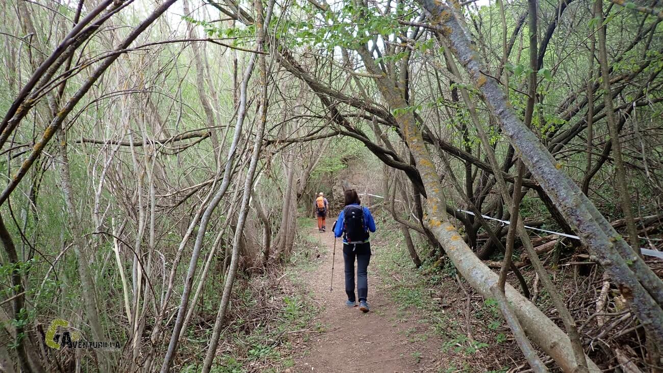 Bosque avellanos en Alcala de la Selva