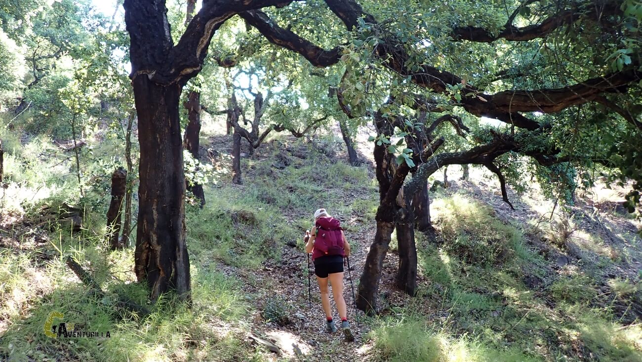 Alcornocal en la sierra de Espadan