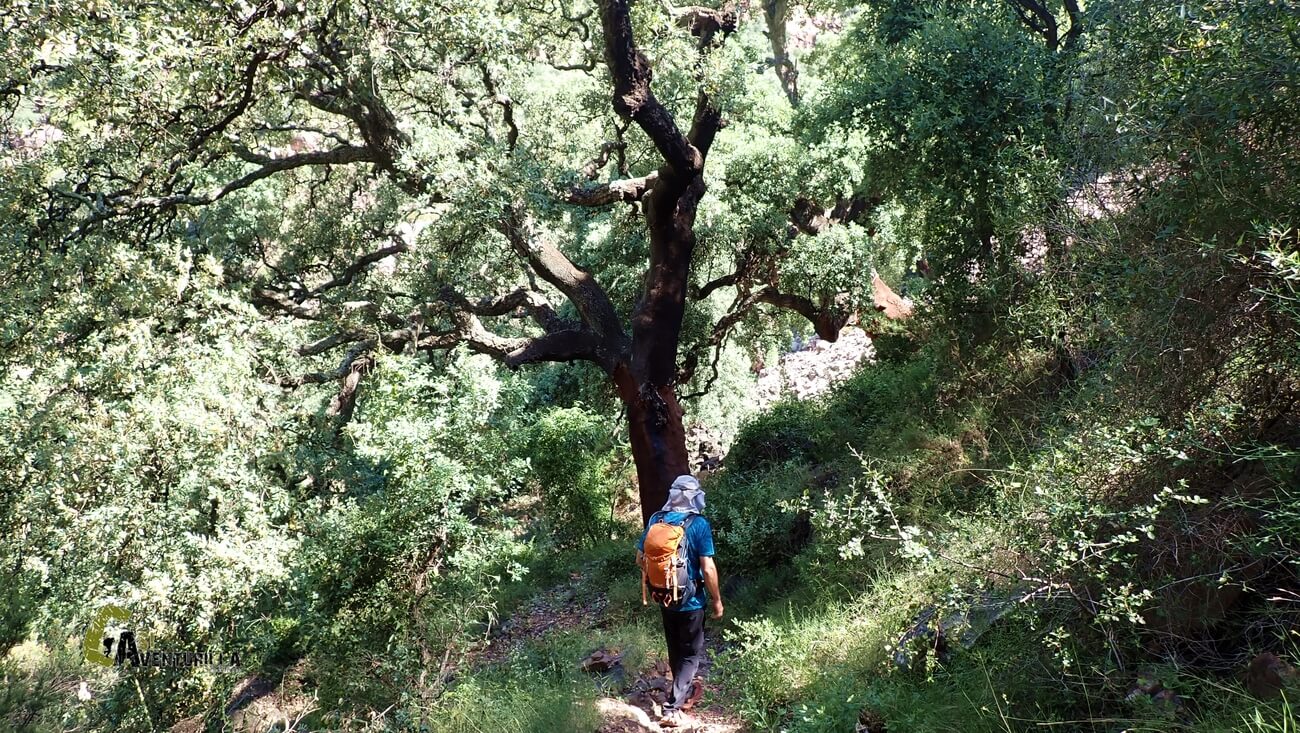 Gran alcornoque en la sierra de Espadan