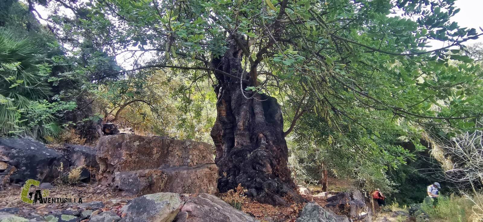 Algarrobo de grandes dimensiones