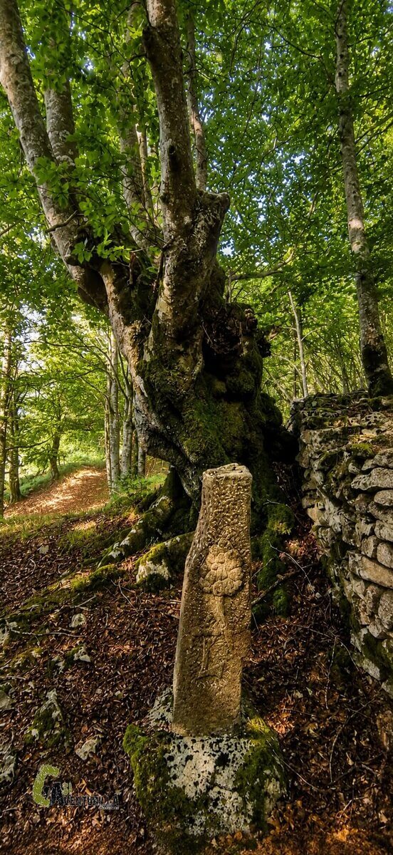 Bosque de limitaciones