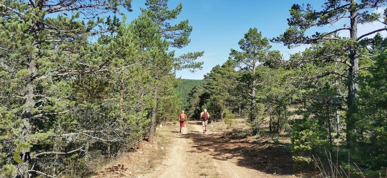 Pista con bosque en la sierra de Gudar