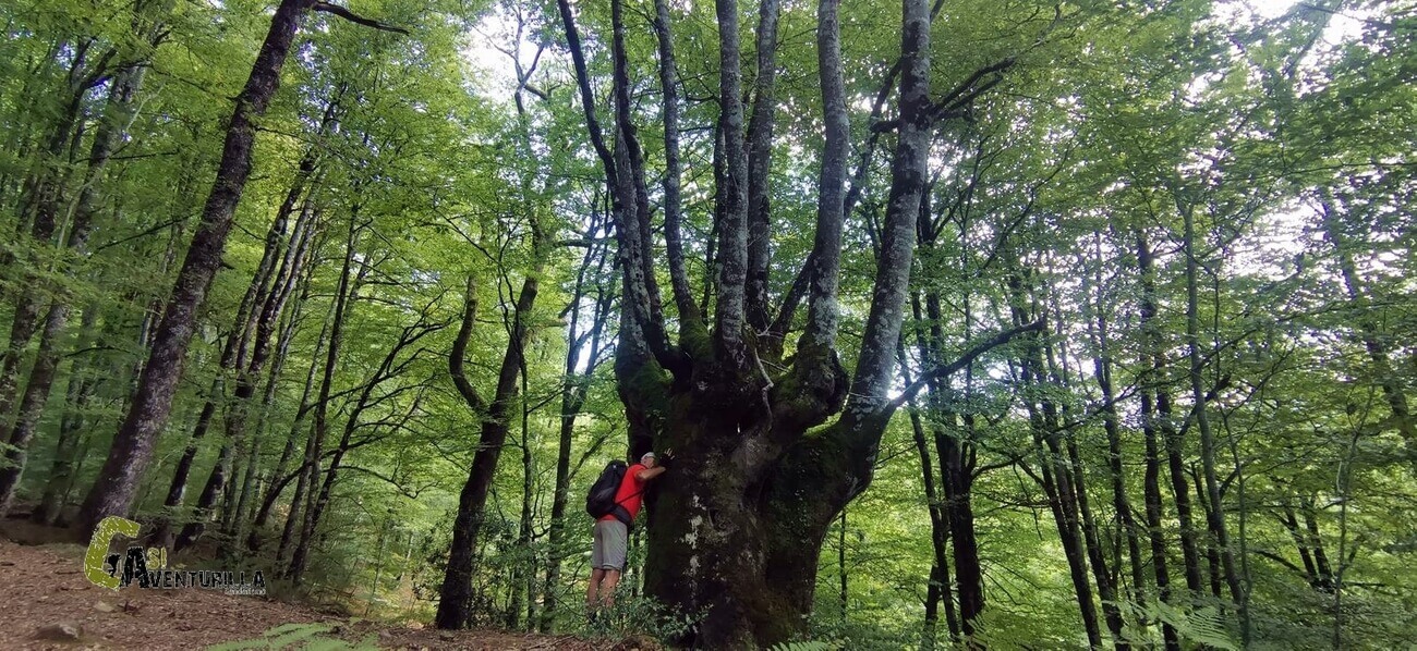 Gran Haya trasmocha