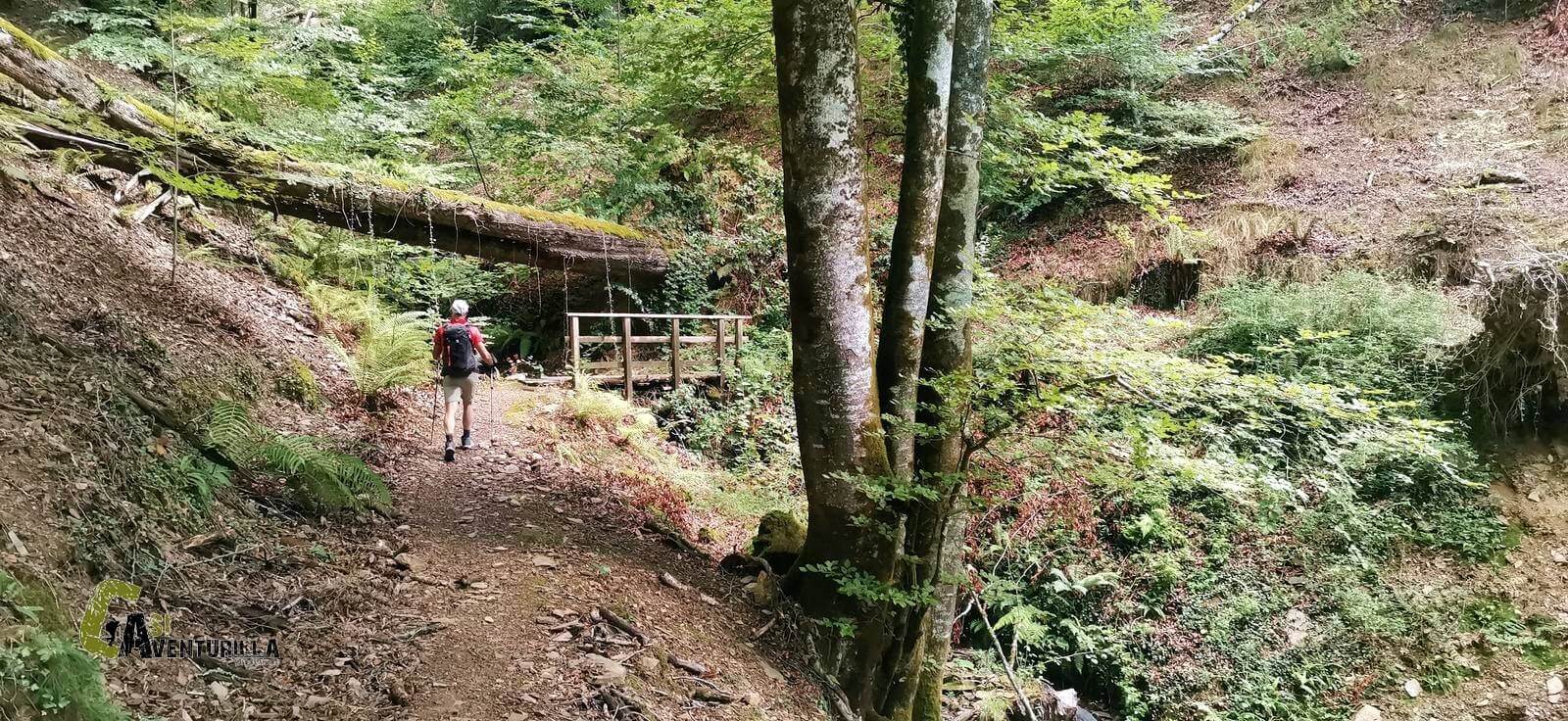 Sendero en el Señorio de Bertiz