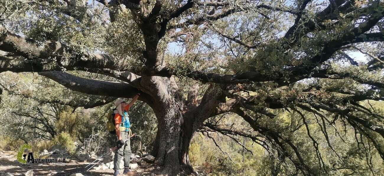 Una gran carrasca en Olba