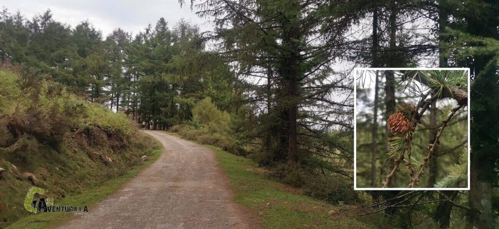 Alerces en el valle de Baztan