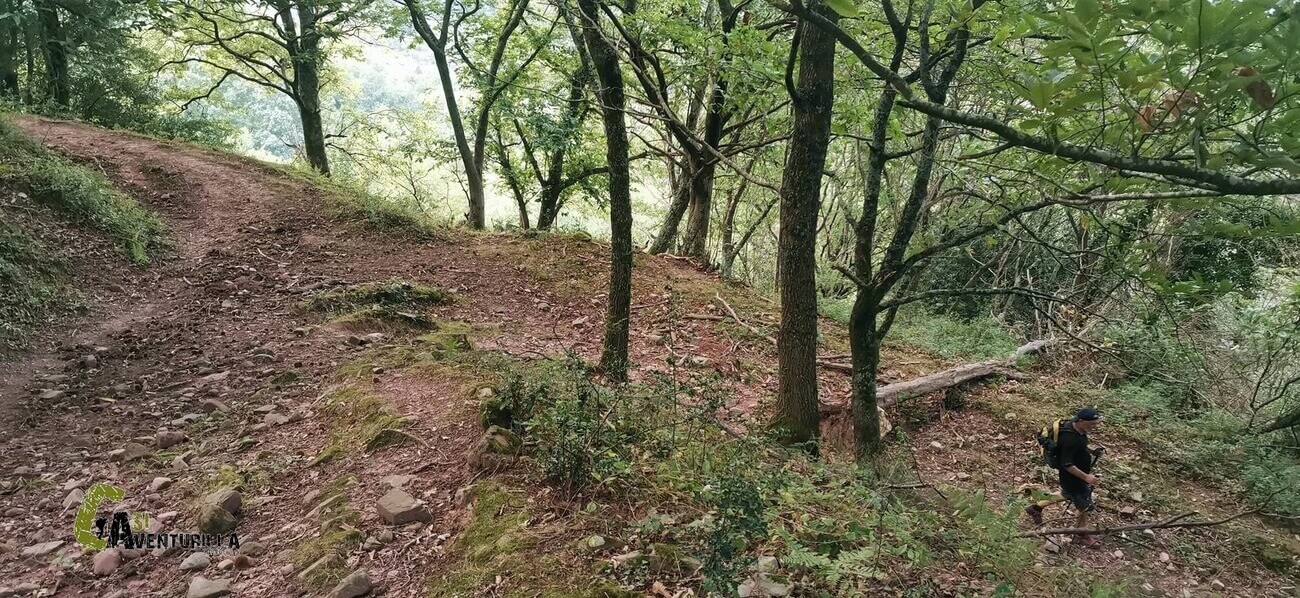 Bosque de Zugarramurdi