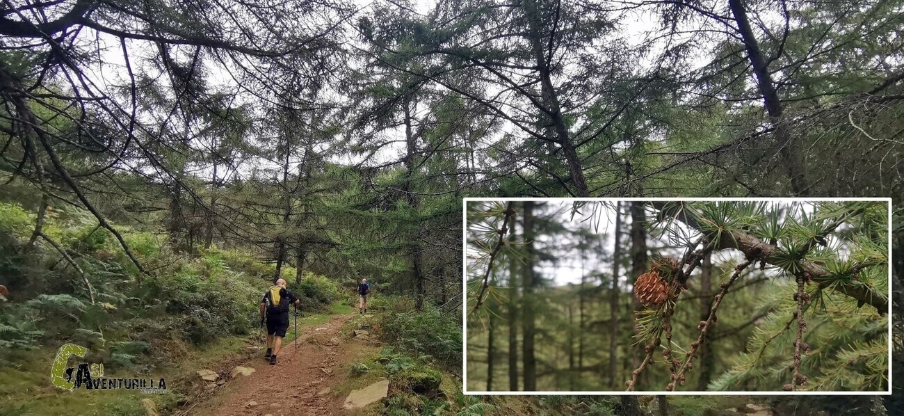 Bosque de alerces en Zugarramurdi