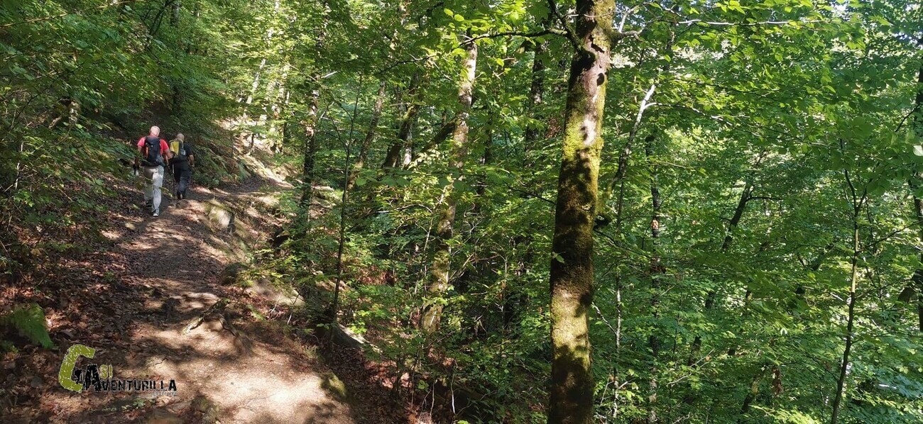 Por el bosque del Señorio de Bertiz
