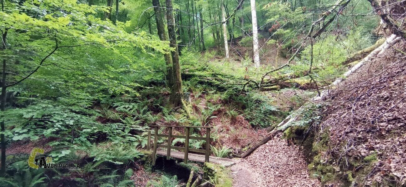 Sendero en el Señorio de Bertiz