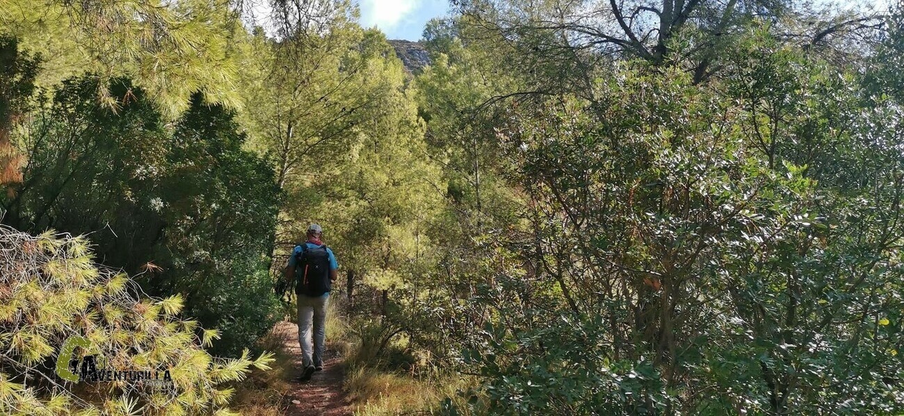 Por el bosque de pinos
