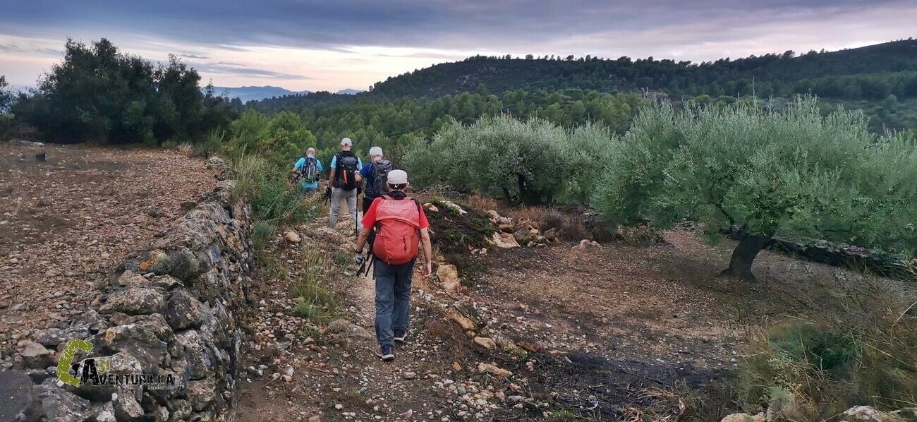 caminando junto a campos de olivos