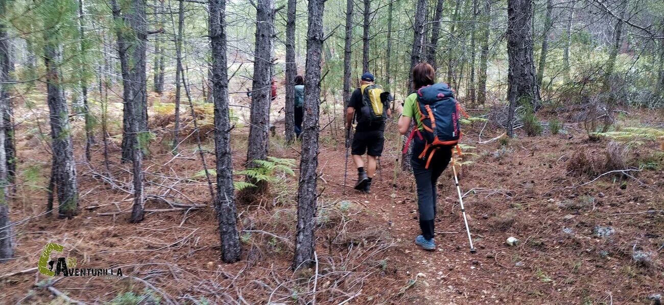 Sendero recorriendo el bosque de pinos